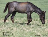Funny B Dandy Girl's 2023 Blue Roan Colt
